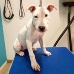 Vida The White Bull - @vidawhitebull - Instagram