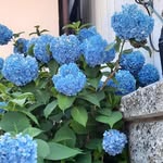 Vien Lam - @vienlam72 - Instagram
