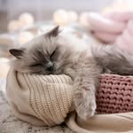 _viennafox - @_lovecats10 - Instagram