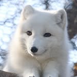 Kevin - @vienna_foxy - Instagram