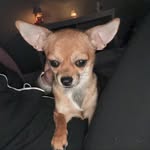 Vienna Fox - @vienna_fox_chihuahua - Instagram