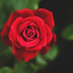 Viji George - @viji_george1973 - Instagram