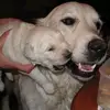Vik Muniz - @vik.muniz5 - TikTok