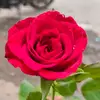 Vikas Narang - @vikasnarang53 - TikTok