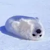 Vikki Ball - @vikki.ball - TikTok