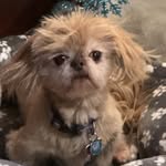 Vikki Cole - @fourpawpurduction - Instagram
