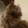 Vikki Gordon - @vikki.gordon - TikTok