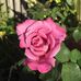 Vikki Mitchell - Facebook