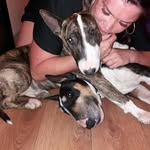 Vikki Rogers Vikkisdogwalks - @vikkisdogwalks_sutton - Instagram