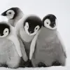 Vikram Prabhakar - @thepenguinpro11 - TikTok