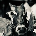 @vikramsheth_botre_bailgada_s - Instagram