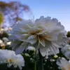 Vikram Suman - @v.k.suman05 - TikTok
