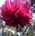 Vilma Arevalo - Facebook