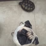 Vilma E Bartolomeu 🐢🐶 - @_vilma_and_bartolomeu - Instagram