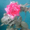 Vilma/ CANO - @vilma.cano92 - TikTok