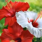 Vilma Carrillo - Facebook