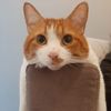 Tom🐈 - @vilmacrespo - TikTok