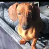 loyalty_lewis-puppies - @vilmalewis3 - TikTok