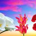 Vilma Pacheco - Facebook