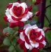 Vilma Rojas - Facebook