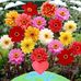 Vilma Rose - Facebook