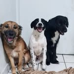 Vilma, Stark e Pocoýo - @vilmatterezaestarkpocoyo - Instagram