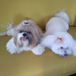 Vilma Helena S. Pereira - @vilma.h.stein - Instagram