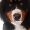 Varga Vilmos Imre - @vilmosvarga - TikTok