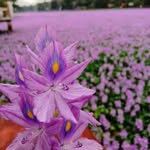 Vimala Rajagopal - @vimala.rajagopal - Instagram
