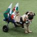 Vince Pug Davies - Facebook