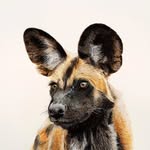 Vincent Graham - @vincentgrahamwildlife - Instagram