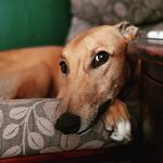 Vince The Grey - @vince.the.grey - Instagram