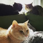 Robot, Kanga + Toby - @robokangavince - Instagram