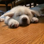Vince Kan - @moxarocka - Instagram