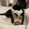 BFF cats Vince and Simone - @bestie_cats_vincesimone - TikTok