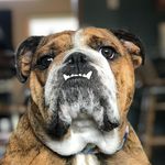 Vince Small - @small.vince - Instagram