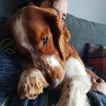 Vincent The Welshie - @vincent_the_welshie - Instagram