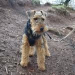 VincenTheWelsh - @vincenthewelsh - Instagram
