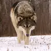Vince - @vincethewolf - TikTok
