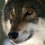 vince wolf - @wolfnova657 - Instagram