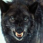 vincewolf - @vincewolf7881 - Instagram