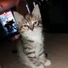 Alfred Vincent - @alfred.vincent17 - TikTok