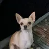 bacon_vince - @baconsvincent - TikTok