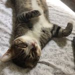 Bacon Vincent - @bacon_vincent - Instagram