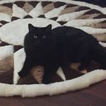 Vincent Barrios - @vincentthebot - Instagram