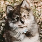 Vincent “Vinnie” Beam - @vinniethepomsky - Instagram
