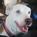 Vincent Beebe - @wolfmanvince1 - Instagram