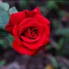 Vincent Benavides - @vincentbenavides0 - TikTok