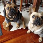 Isabella and Vincent Buchanan - @belle.and.vinny - Instagram
