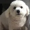 Vincent Cahill - @vincent.cahill - TikTok